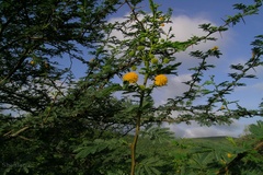 Acacia nilotica